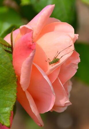green grasshopper on rose flowerの写真素材