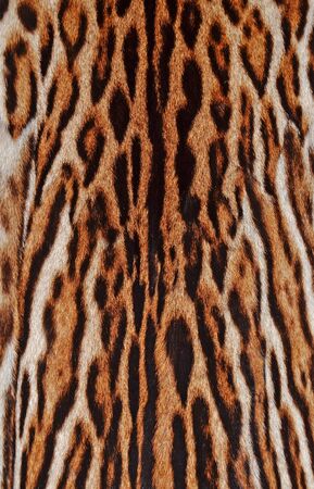 fur coat of leopard closeupの写真素材