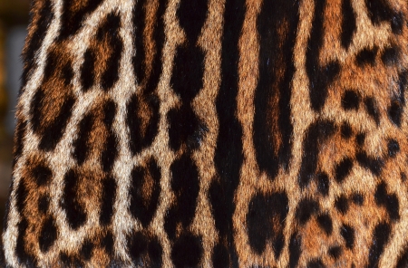 detail of ocelot fur coat texture の写真素材