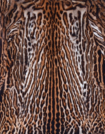 beautiful leopard skin 