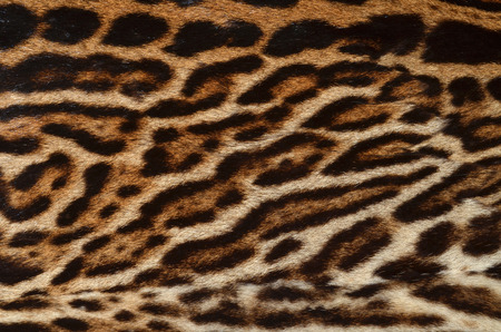leopard fur background