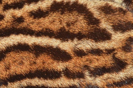 clouded leopard fur