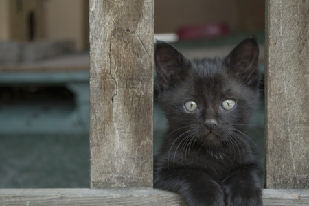 Puppy cat observing the photographerの写真素材
