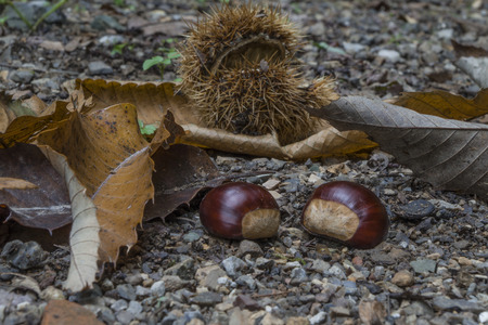 Chestnuts in the forestの写真素材