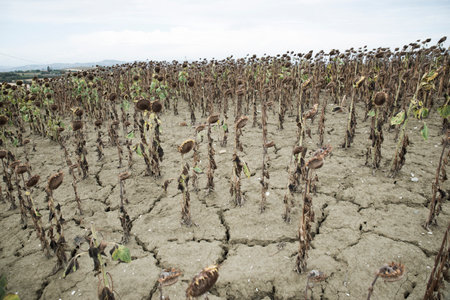 sunflower field in the dry season. The concept of global warmingの写真素材