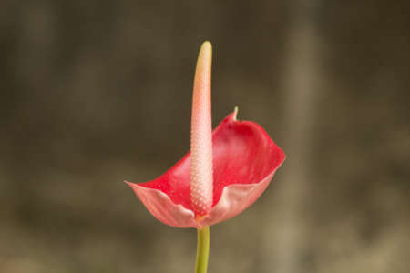 Beauty anthurium flowersの写真素材