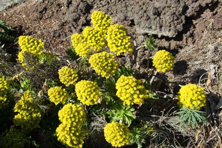 Aeonium flower (Endemic of Canary Islands)
