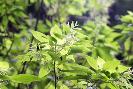 leaves in spring