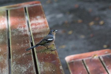 La Palma chaffinch, fringilla coelebs palmae