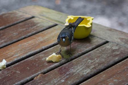 La Palma chaffinch, fringilla coelebs palmaeの写真素材