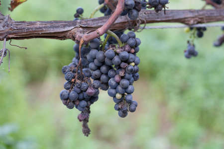 The grape harvest.の写真素材
