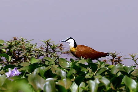 Jacana with golden breast. Mali, Baguineda Canal.の写真素材