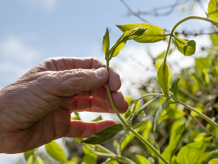 Gardener's hand holding a young creeping plant with blue background. Senior womanの写真素材