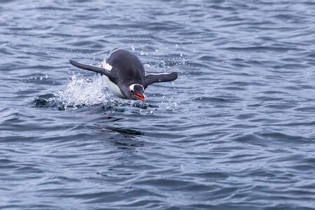 Penguin leaping out of water to breath in Antarctica during foraging action, frozen movement of animal in the air above surface, Antarctic Peninsulaの写真素材