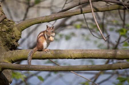 Squirrelの写真素材