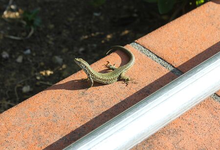a lizard on two legsの写真素材