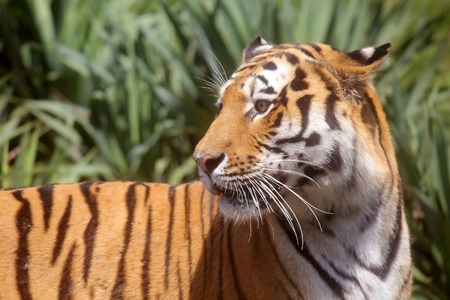 the side of the tigerの写真素材