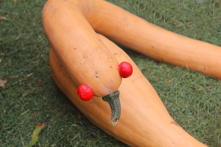 a pumpkin with tomato eyesの写真素材