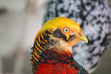 a close-up of a golden pheasantの写真素材