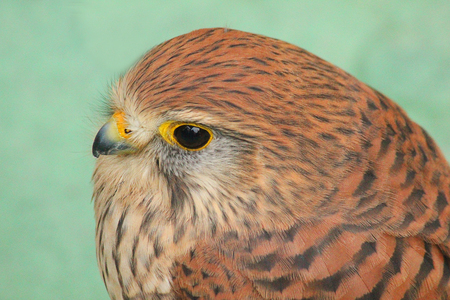 a close-up of a kestrelの写真素材