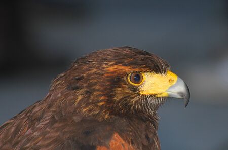 a profile of eagleの写真素材