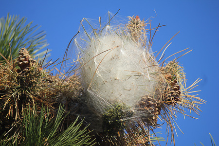 a nest made by caterpillars