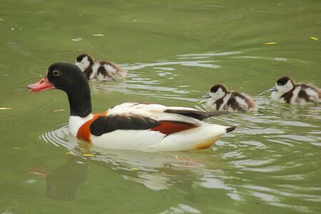 a duck with chicks in the lakeの写真素材