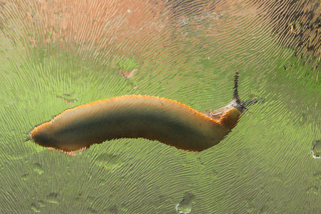 a slug on a wet glass seen from the internal part of the glassの写真素材
