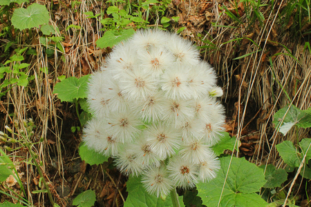 a bunch of dandelions in the meadowの写真素材