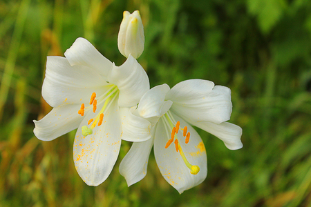 some lilies in the fieldの写真素材
