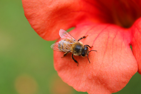 a bee on the petal of a bignognia flower