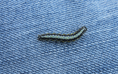 a caterpillar on a jeans background