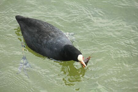 a duck eating in the lakeの写真素材