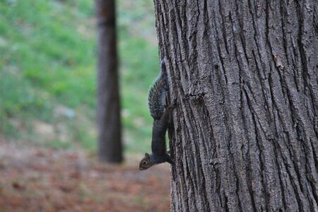 a squirrel climbing on the treeの写真素材