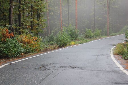 a panoramic road in the forestの写真素材