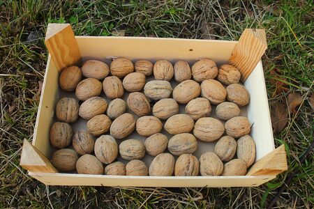 some nuts in the boxの写真素材