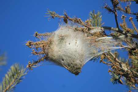 a nest of caterpillars with sky background