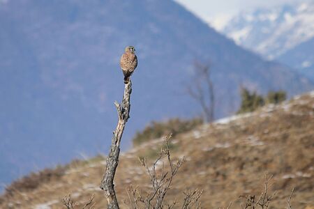 a kite on of a tree trunkの写真素材