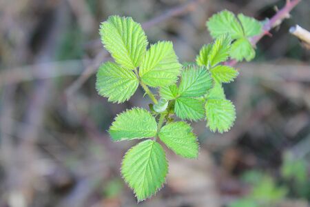 leaves of brambles in the forest