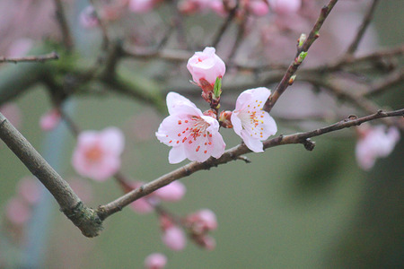 some peach flowers on the branchesの写真素材