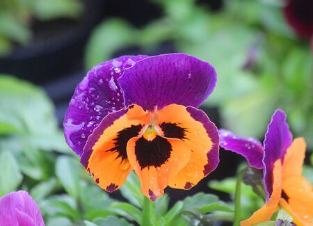 a pansy flower in the gardenの写真素材