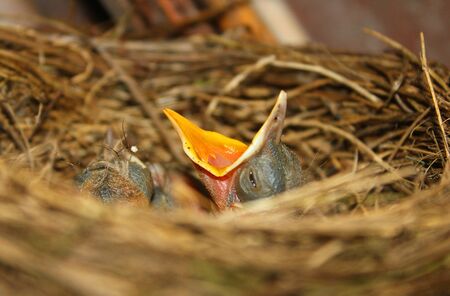 a chick of blackbird in the nestの写真素材