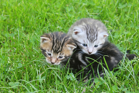 little cats in the grass in the meadowの写真素材