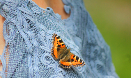 a butterfly on the jerseyの写真素材