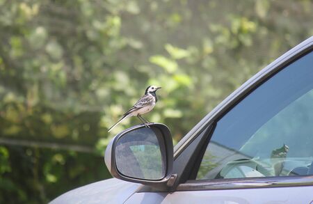 a bird on the rear mirror of the carの写真素材