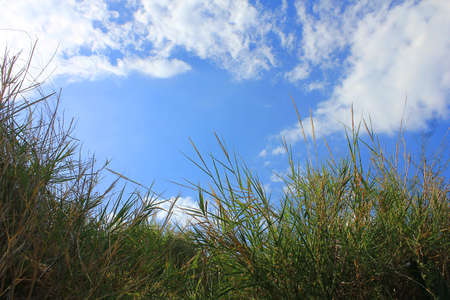 a panorama with grass and cloudsの写真素材
