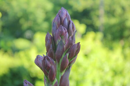 a wild plant in the fieldの写真素材