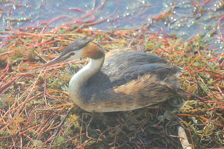 a duck on the nest incubating eggs