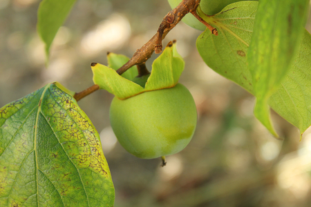 a green persimmon on the branchの写真素材