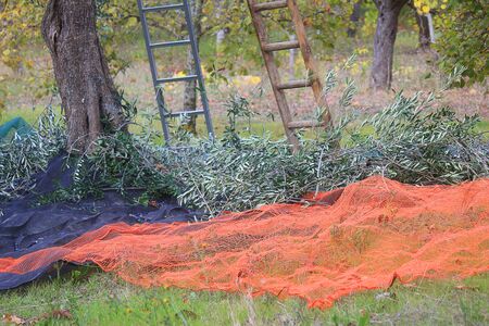 some branch of olives during the harvesting of olivesの写真素材